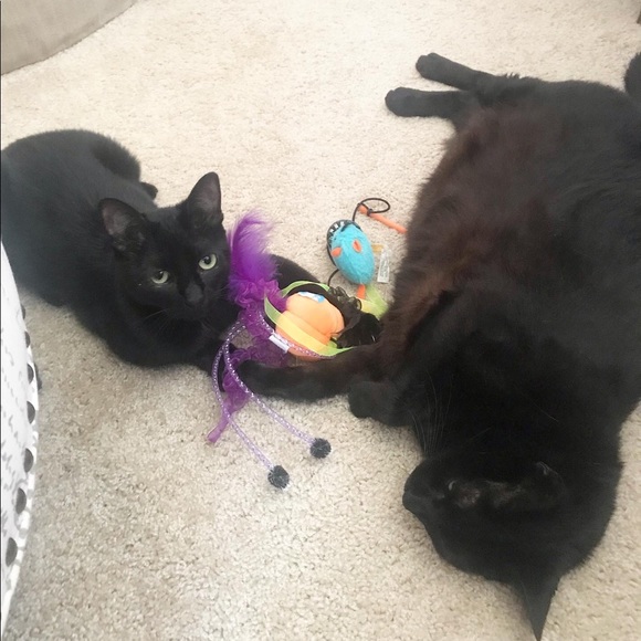 Meet your Posher, Jessica - Picture 2 of 2